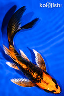 5.5" ARAGOKE BENI KIKOKURYU BUTTERFLY