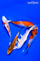 PACK OF (5) 4-5" STANDARD KOI