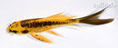 5.5" ARAGOKE KIN KIKOKURYU BUTTERFLY