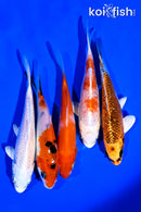 PACK OF (5) 4-5" STANDARD KOI