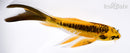 5.5" ARAGOKE KIN KIKOKURYU BUTTERFLY