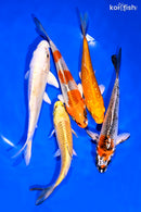 PACK OF (5) 5-6" STANDARD KOI