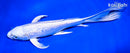 9.5" PLATINUM OGON BUTTERFLY
