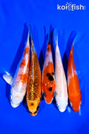 PACK OF (5) 4-5" STANDARD KOI