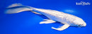 9.5" PLATINUM OGON BUTTERFLY