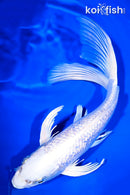 9.5" PLATINUM OGON BUTTERFLY