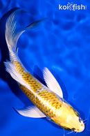 5.5" KUJAKU BUTTERFLY