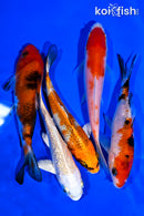 PACK OF (5) 4-5" STANDARD KOI