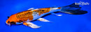9.5" GINRIN KUJAKU BUTTERFLY