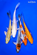 PACK OF (5) 5-6" STANDARD KOI