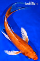 9.25" ORENJI OGON BUTTERFLY