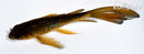 5.25" GINRIN CHAGOI BUTTERFLY