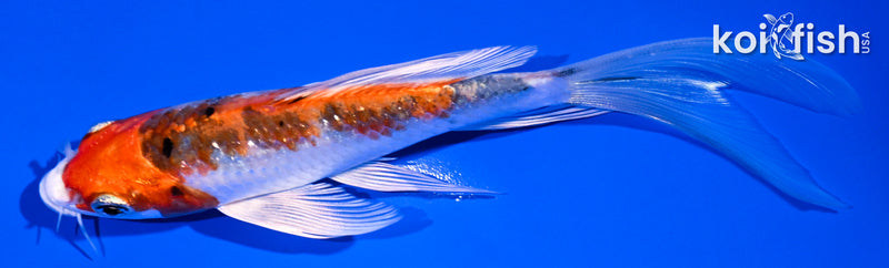 5.75" GINRIN YAMATO NISHIKI BUTTERFLY