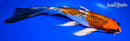 9.5" GINRIN KUJAKU BUTTERFLY