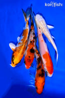 PACK OF (5) 4-5" STANDARD KOI