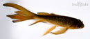 5.25" GINRIN CHAGOI BUTTERFLY