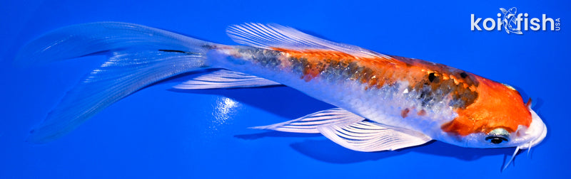 5.75" GINRIN YAMATO NISHIKI BUTTERFLY