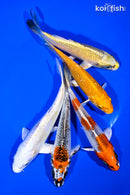 PACK OF (5) 5-6" STANDARD KOI