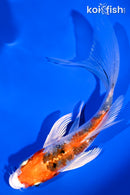 5.75" GINRIN YAMATO NISHIKI BUTTERFLY