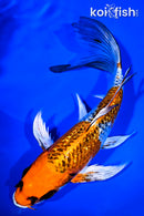 9.5" GINRIN KUJAKU BUTTERFLY