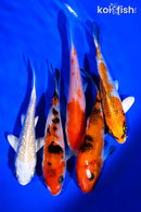PACK OF (5) 4-5" STANDARD KOI
