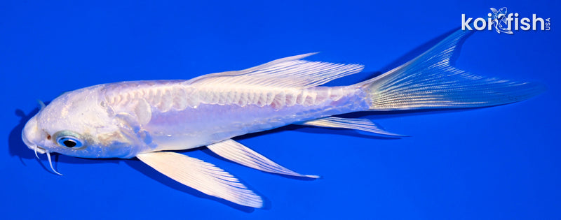 5.75" DOITSU PLATINUM OGON BUTTERFLY