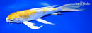 9.5" DOITSU LEMON HARIWAKE BUTTERFLY