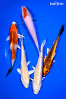 PACK OF (5) 5-6" STANDARD KOI