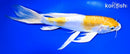 9.5" DOITSU LEMON HARIWAKE BUTTERFLY