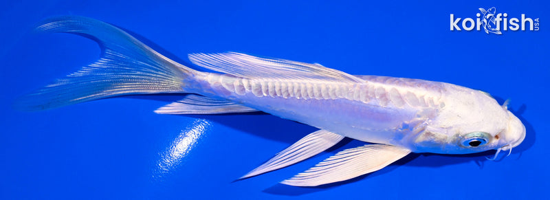5.75" DOITSU PLATINUM OGON BUTTERFLY