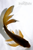 5.25" GINRIN CHAGOI BUTTERFLY