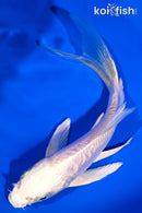 5.75" DOITSU PLATINUM OGON BUTTERFLY