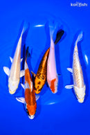 PACK OF (5) 5-6" STANDARD KOI