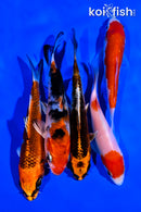 PACK OF (5) 4-5" STANDARD KOI