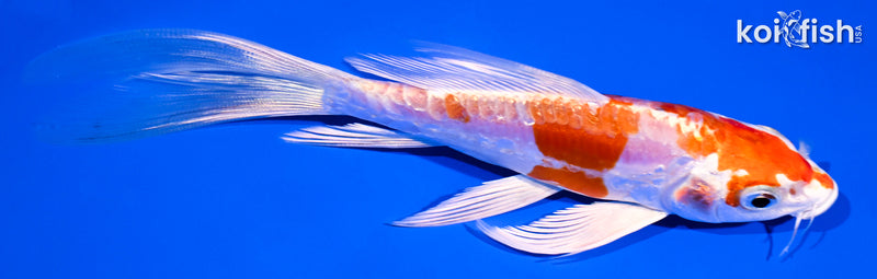 6" GINRIN KIKUSUI BUTTERFLY