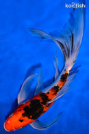 9.5" SANKE BUTTERFLY