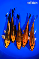 PACK OF (5) 6-7" ORENJI MATSUBA KOI