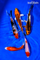PACK OF (5) 4-5" STANDARD KOI