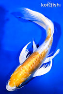 9.5" DOITSU LEMON HARIWAKE BUTTERFLY
