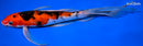 9.5" SANKE BUTTERFLY