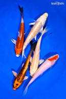 PACK OF (5) 5-6" STANDARD KOI