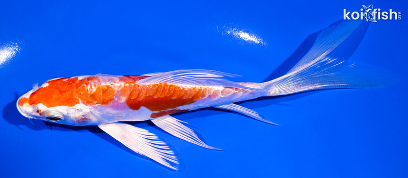 6" GINRIN KIKUSUI BUTTERFLY