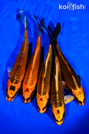 PACK OF (5) 6-7" ORENJI MATSUBA KOI