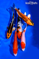 PACK OF (5) 4-5" STANDARD KOI