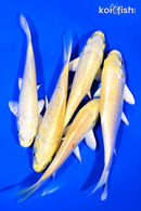 PACK OF (5) 5-6" YAMABUKI OGON KOI