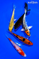 PACK OF (5) 4-5" STANDARD KOI