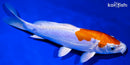 8.5" KIKUSUI