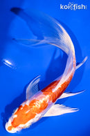 6" GINRIN KIKUSUI BUTTERFLY