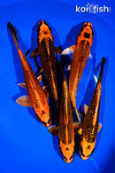 PACK OF (5) 6-7" ORENJI MATSUBA KOI