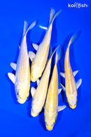 PACK OF (5) 5-6" YAMABUKI OGON KOI